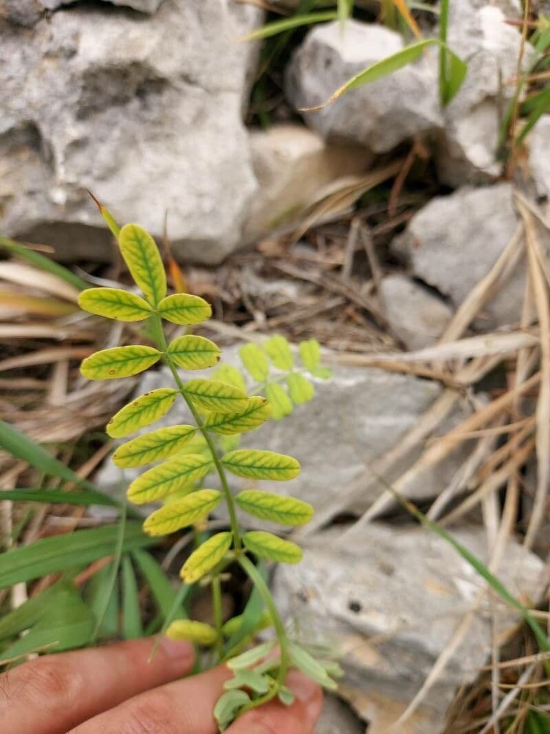 Astragalo ceci 19