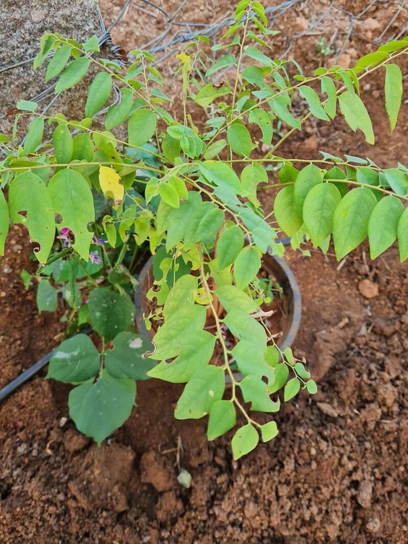 Phyllanthus 16