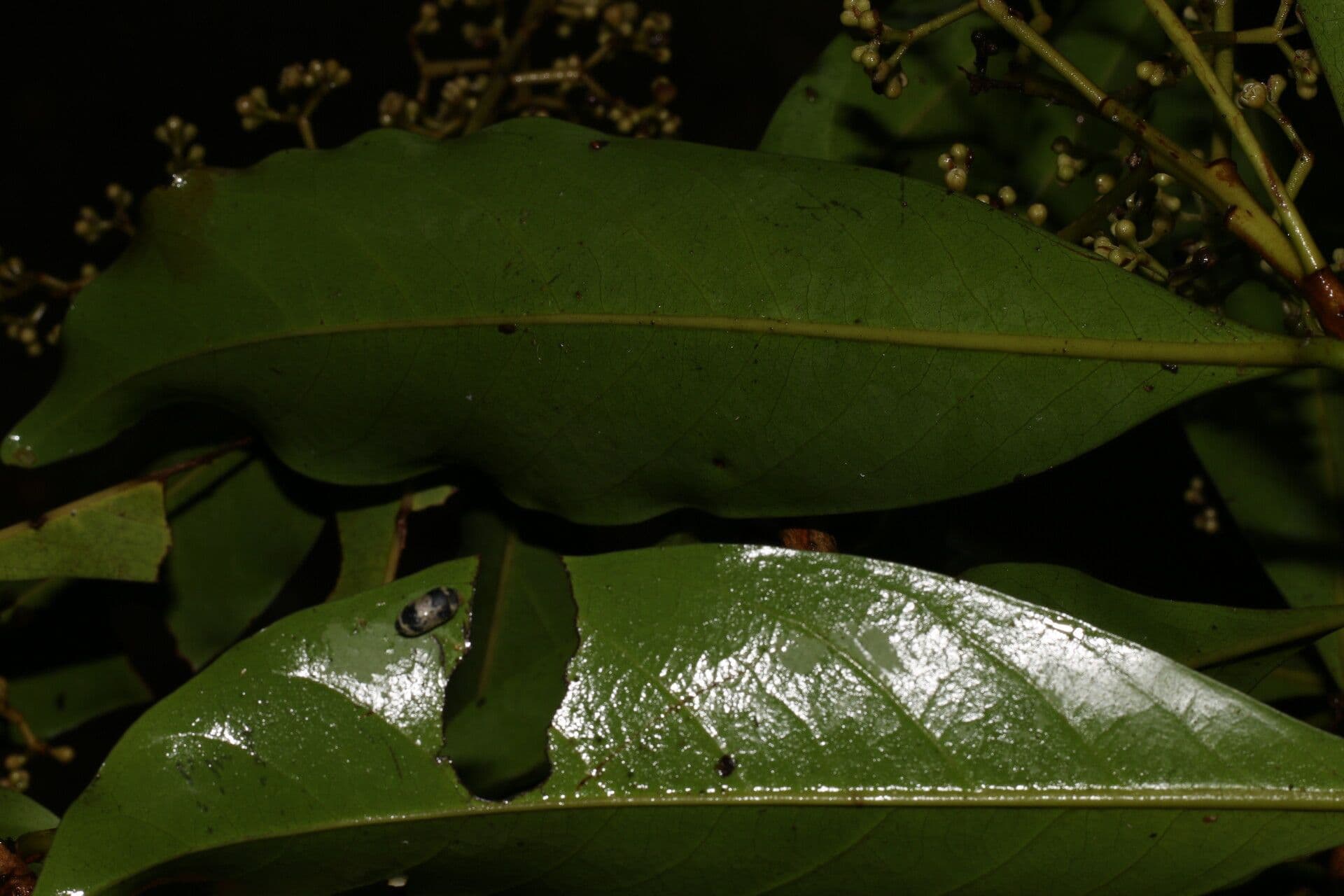 Ocotea 13