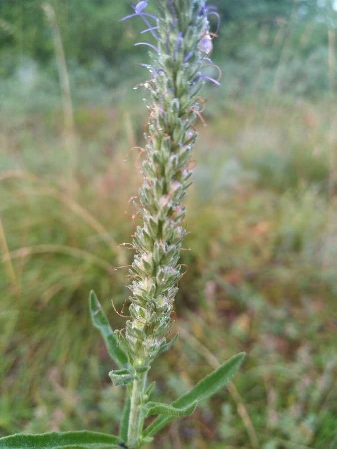 Veronica spigata 2