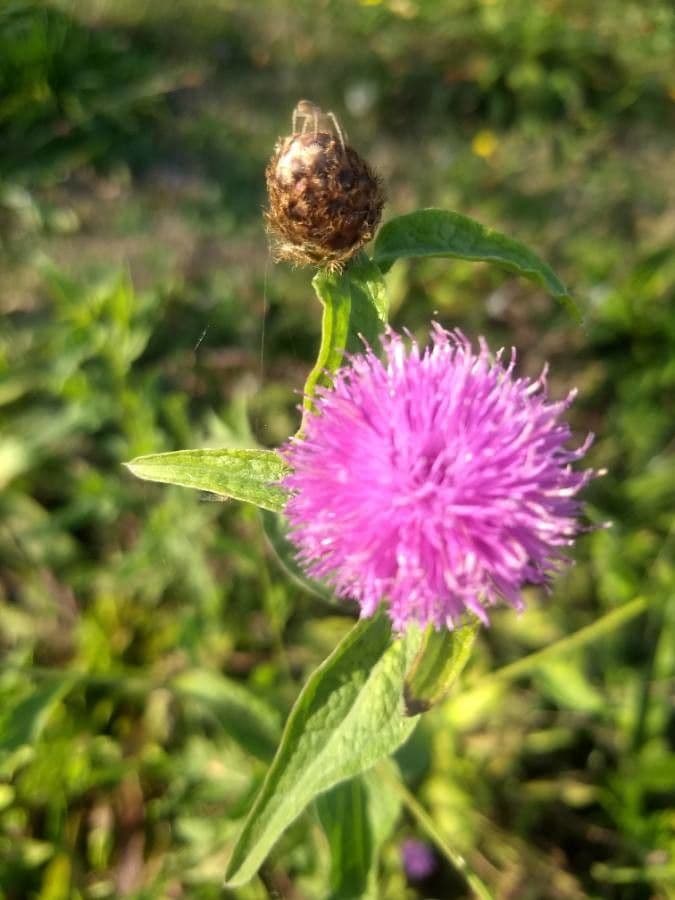 Chrpa černá 6