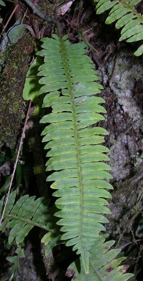 Serpocaulon 5