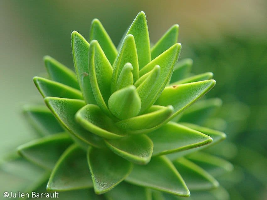 Araucaria 2