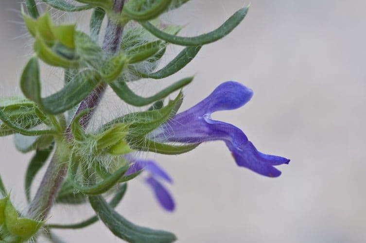 Texas-Salbei 4