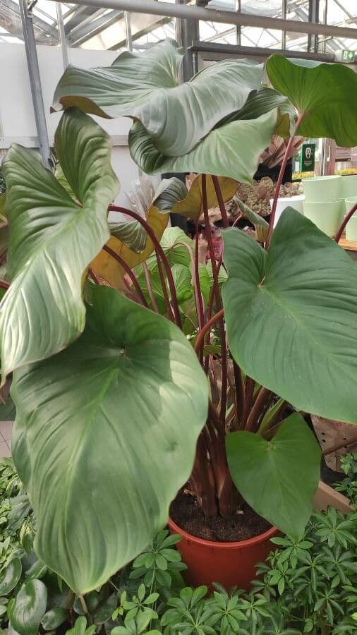 Homalomena 3