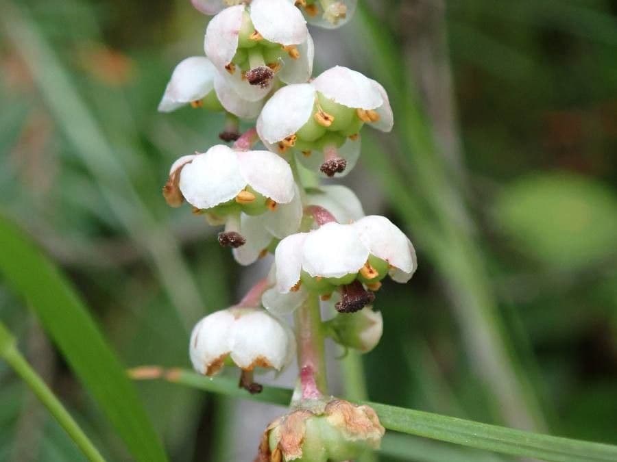 Piroletta minore 6
