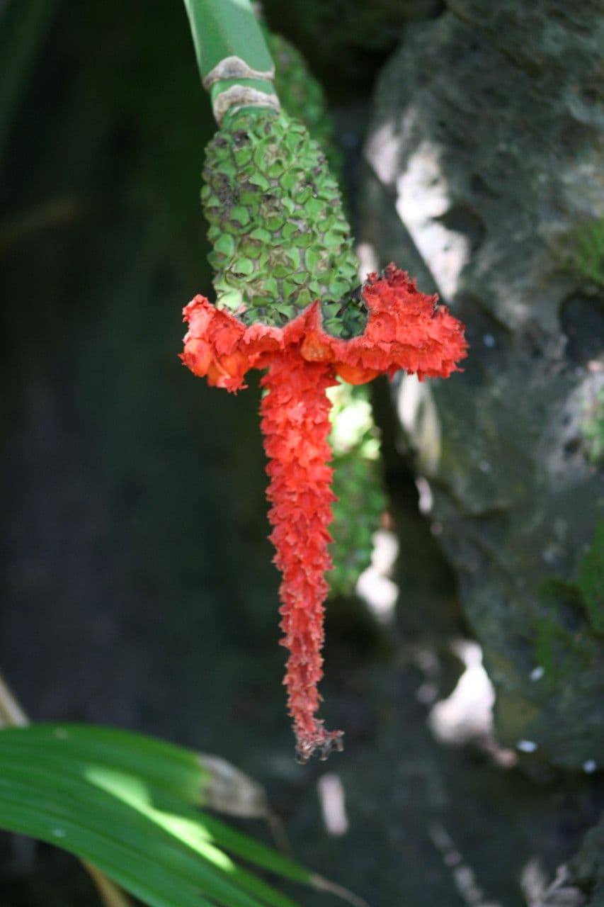 Carludovica