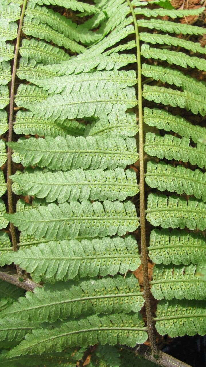 Cyathea multiflora 9