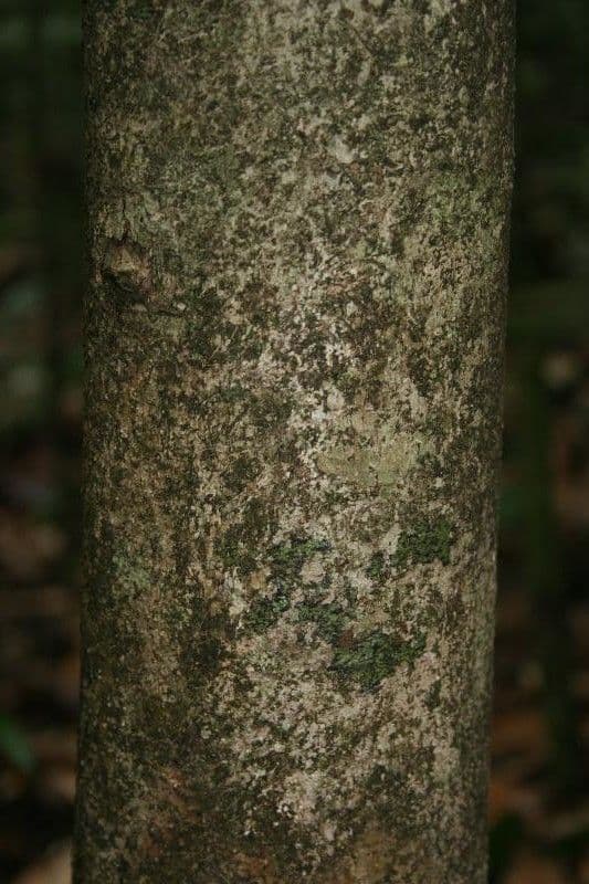 Garckes Sloanea