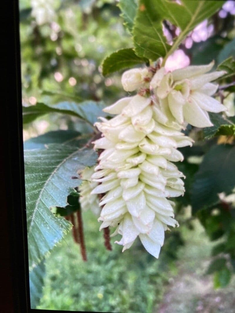 Carpinus japonica 10