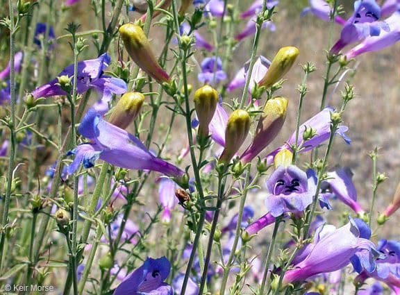 Penstemon eterofillo 5