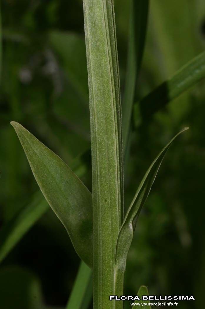 Platantera verdastra 25