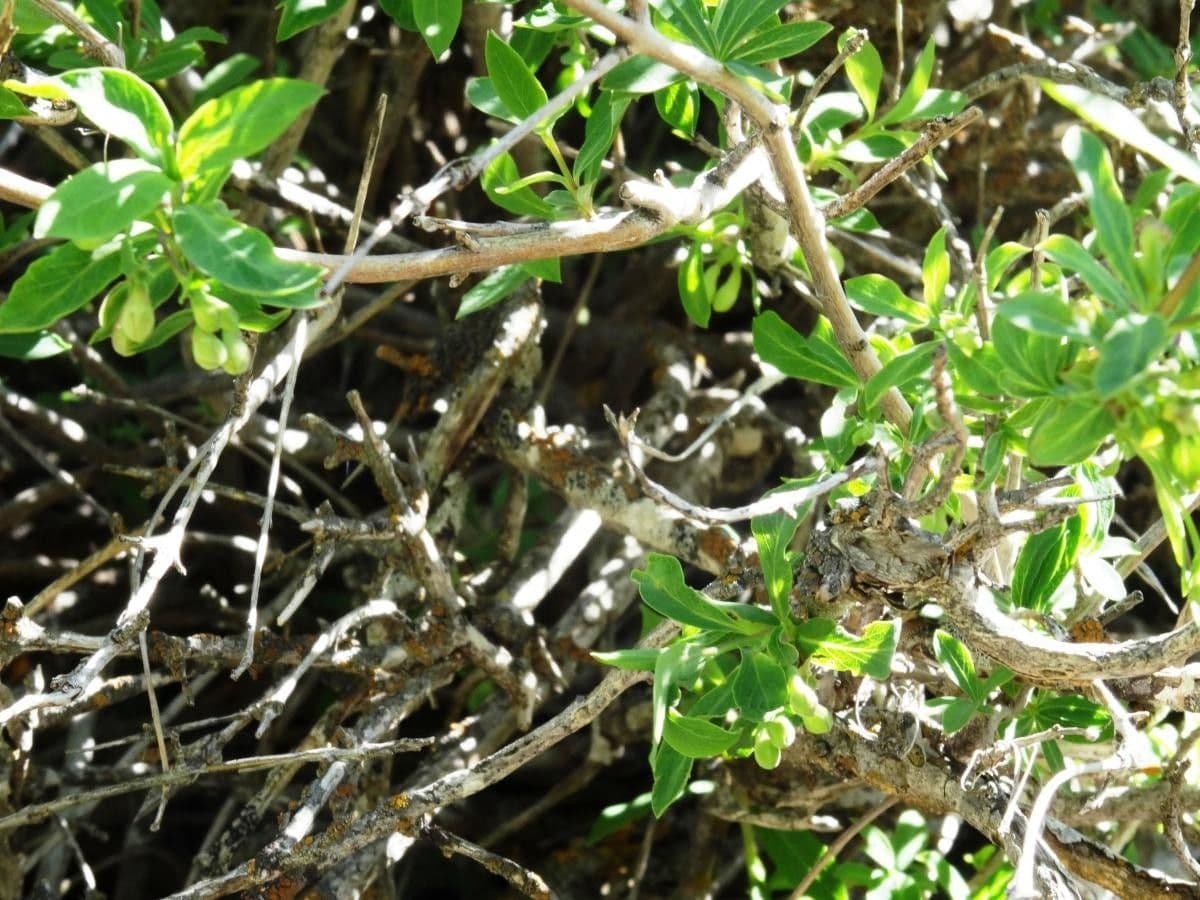Caprifoglio pirenaico 16