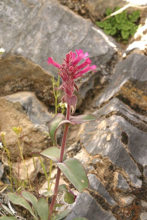 Penstemon 5