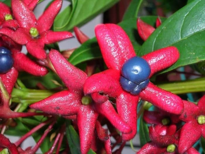 Clerodendrum indicum 5
