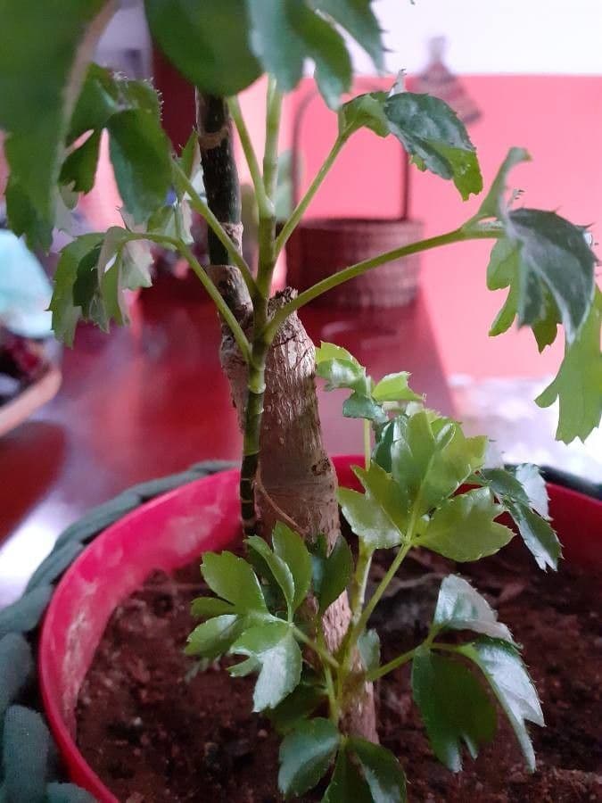 Aralia 21