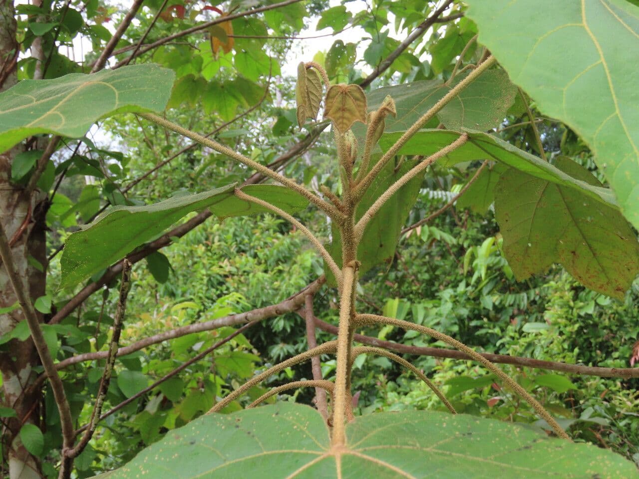 Croton 5