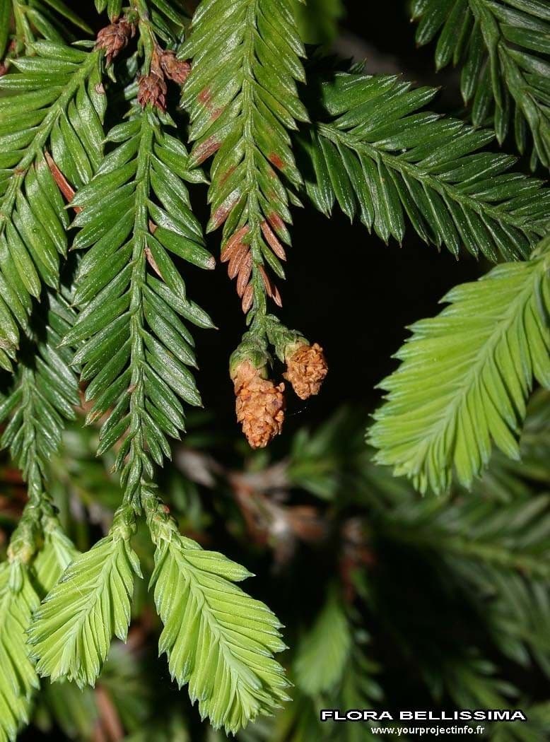 Sequoia sempreverde 28