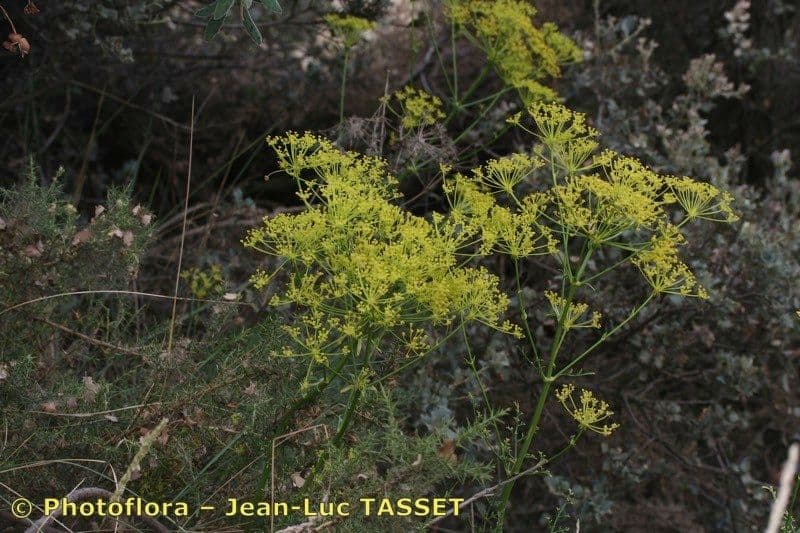Ferulago 3