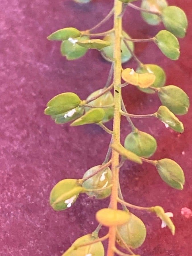 Lepidium perfoliatum