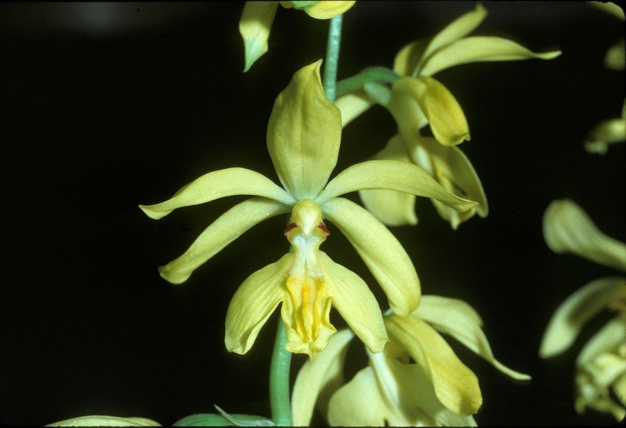 Calanthe d'Autunno 2