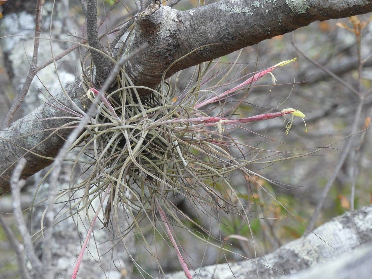 Tillandsia 7