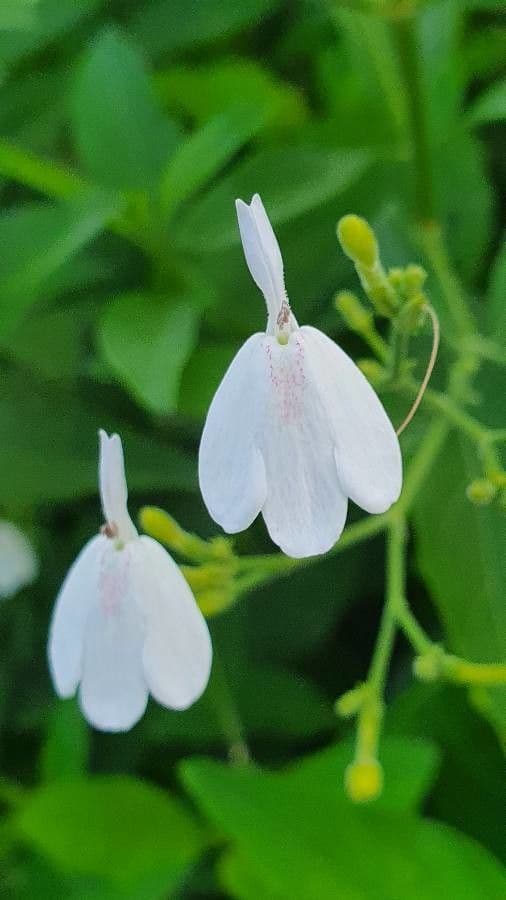 Rhinacanthus 4