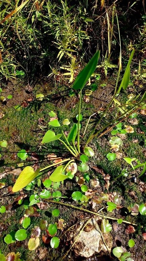 Pontederia 11