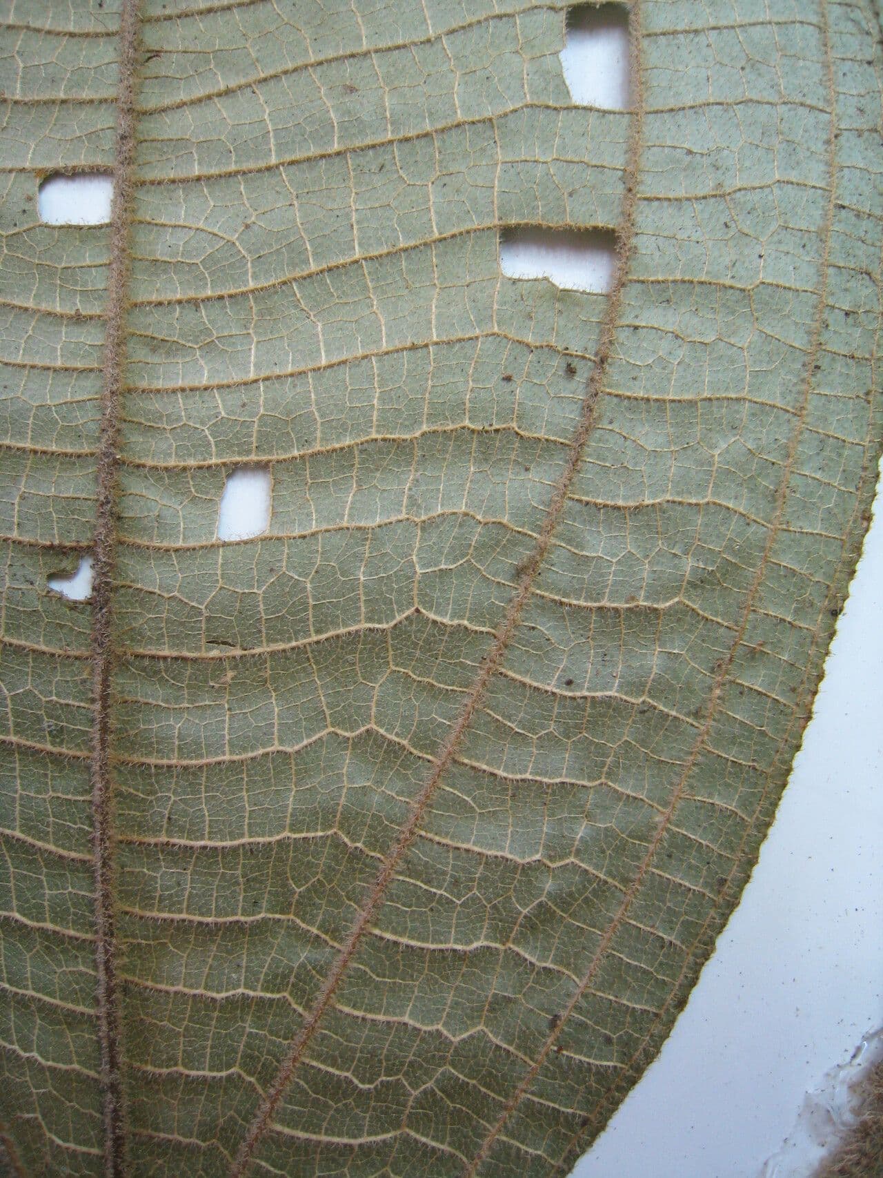 Miconia 5