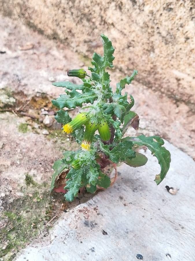 Senecione comune 16
