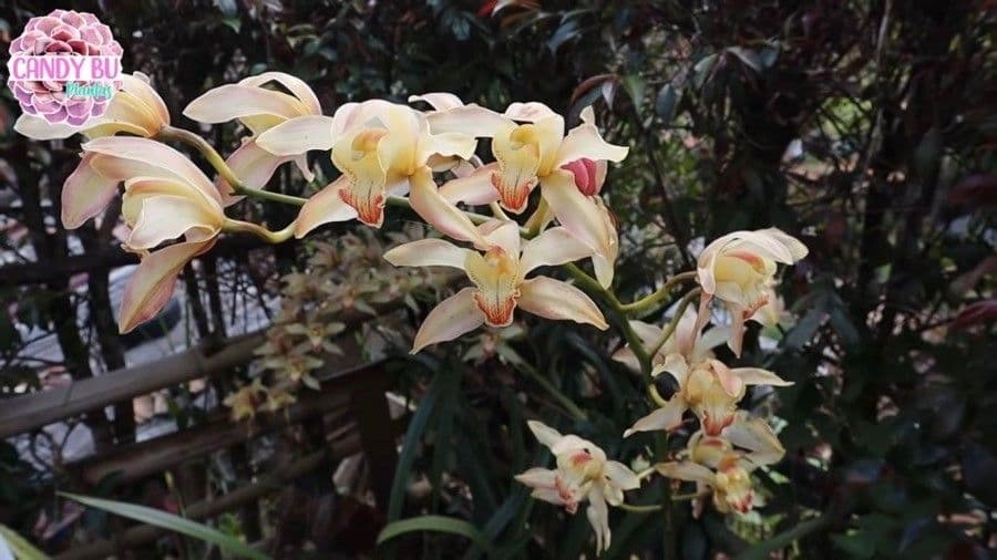Cymbidium 5