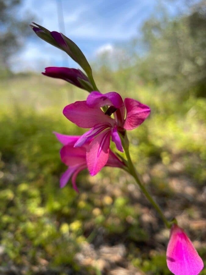 Illyrische Gladiole 3