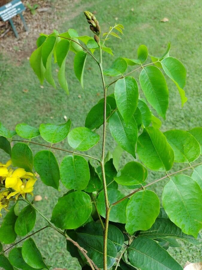 Cenostigma 7