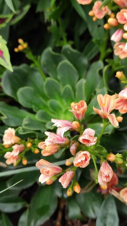 Lewisia cotyledon 10