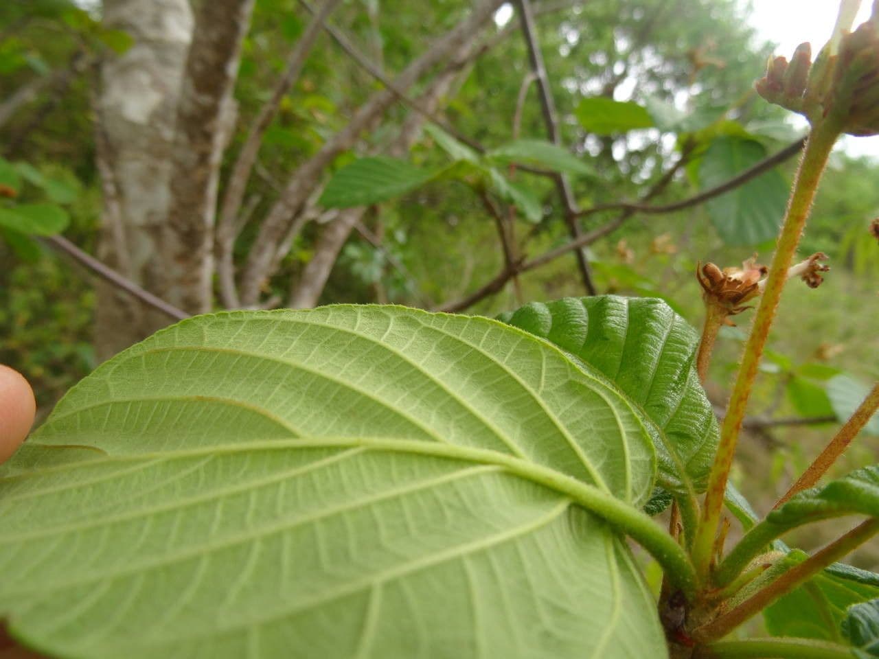 Guettarda scabra 16