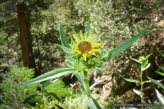 Girasole della California 8