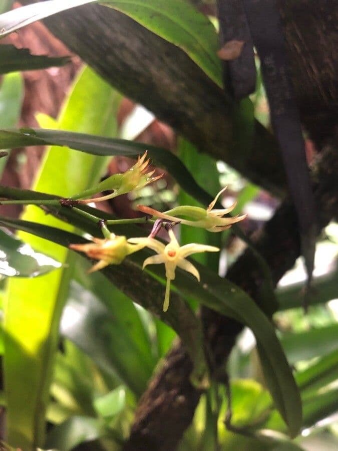 Angraecum 5