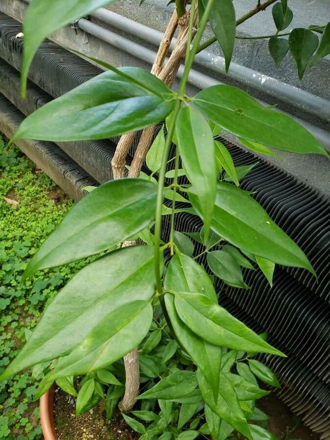 Gelsomino simplicifolium 2