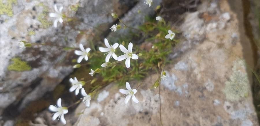 Arenaria grandiflora 12