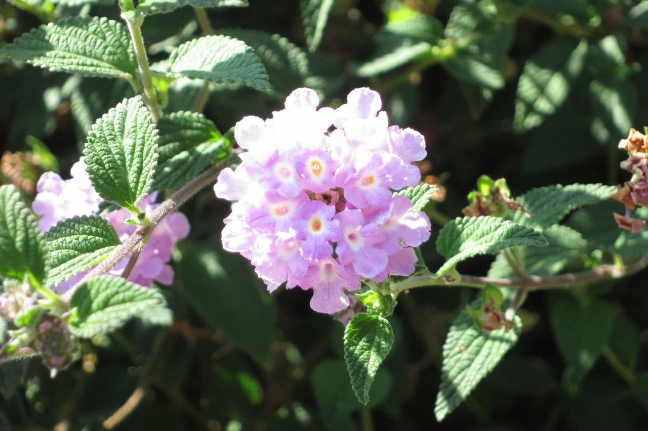 Lantana 24
