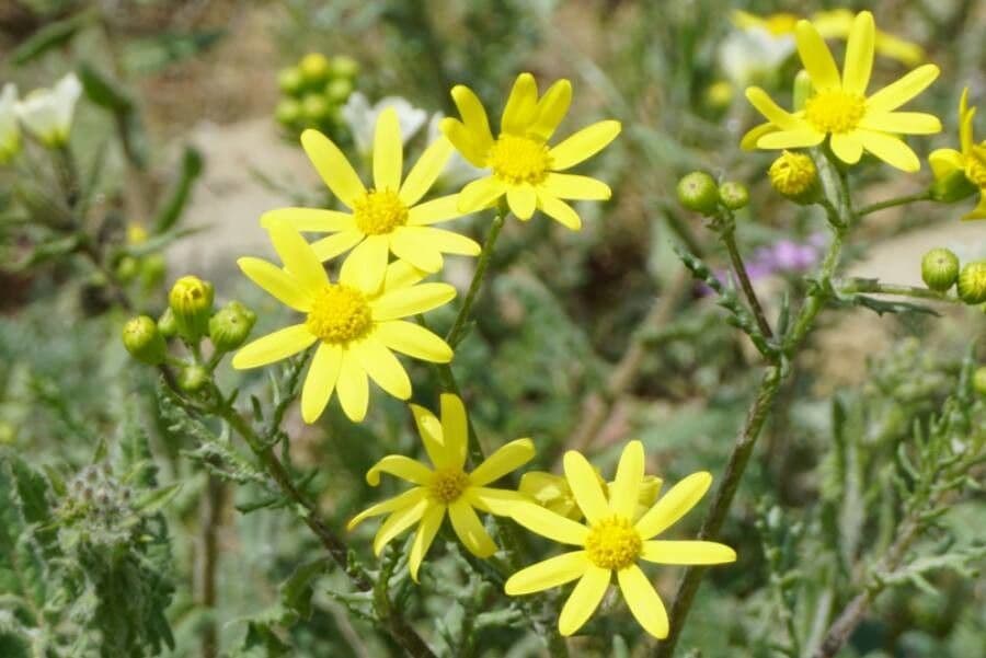 Senecio 6