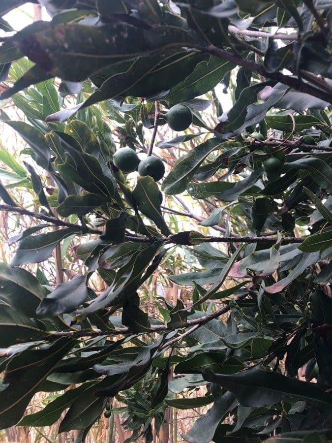 Macadamia 2