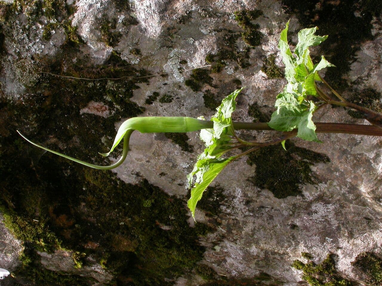 Áron 9