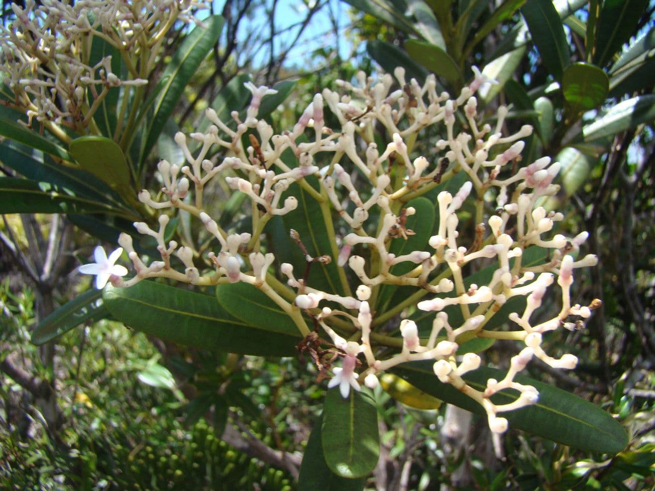 Alstonia