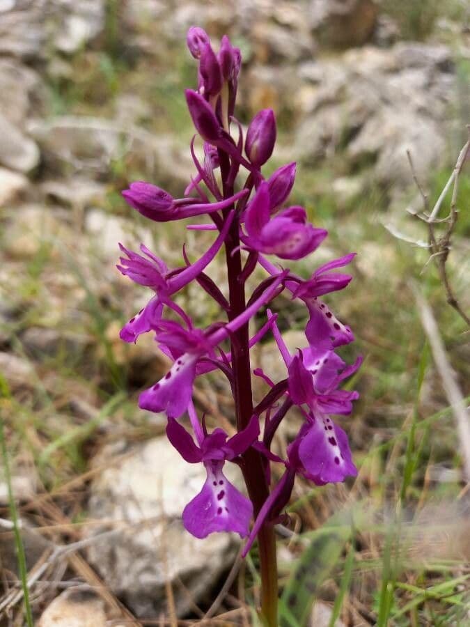 Orchis