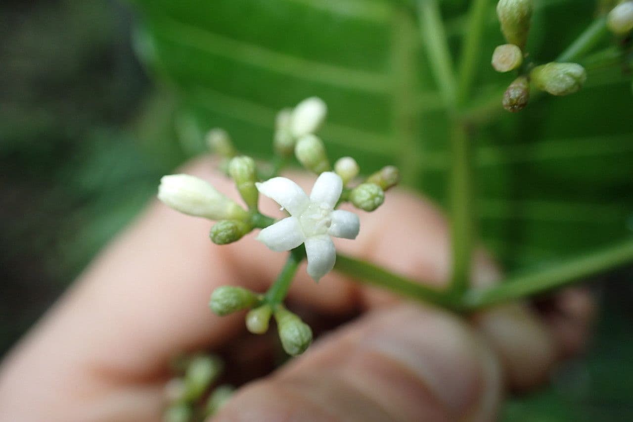 Psychotria 4
