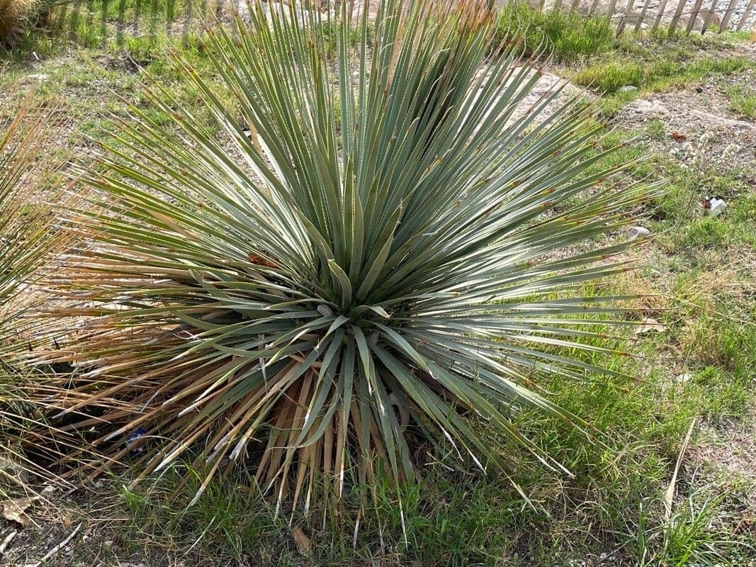 Grünes Sotol 2