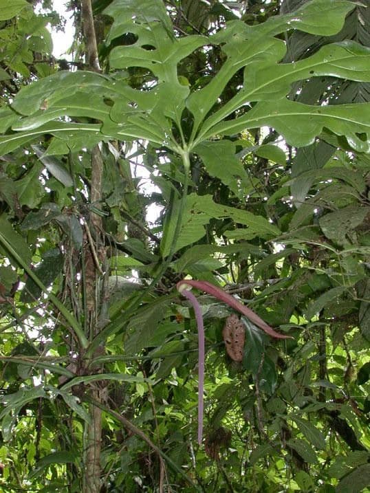 Anthurium 19