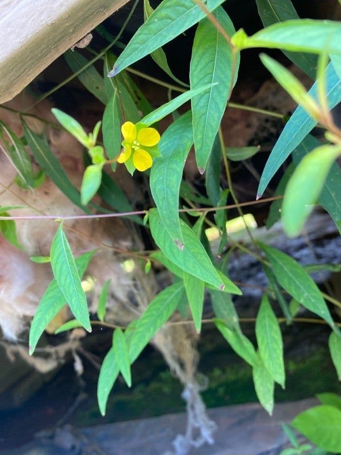 Ludwigia decurrente 7