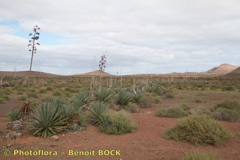 Agave fourcroydes 3